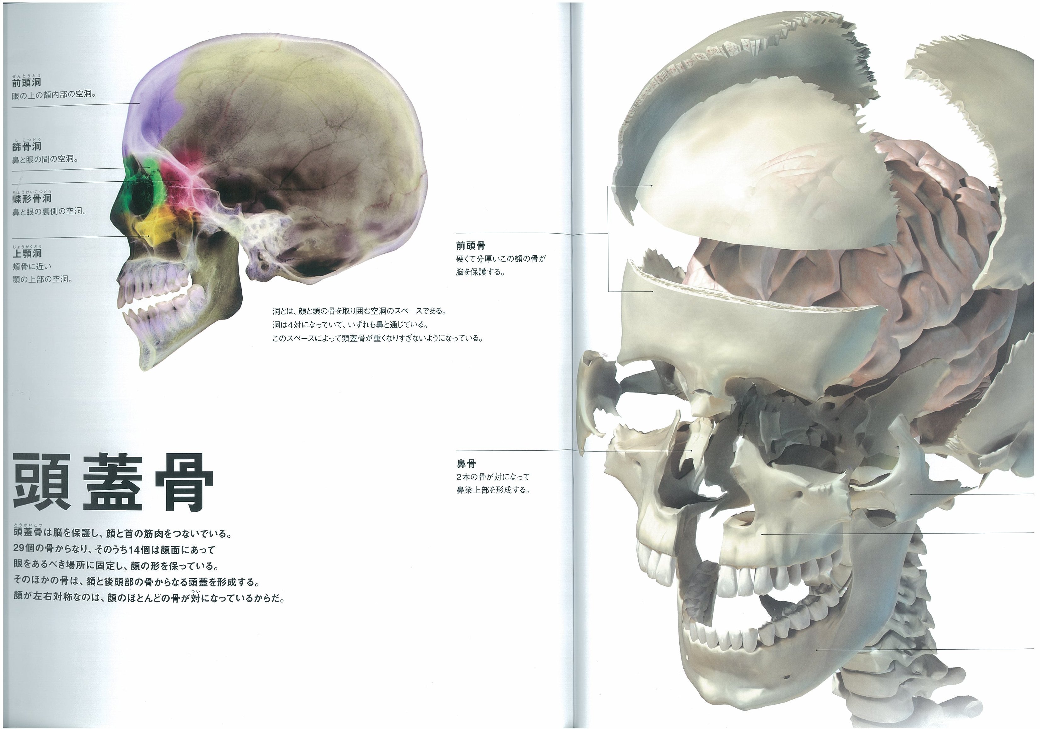 X Knowledge   世界で一番美しい人体図鑑