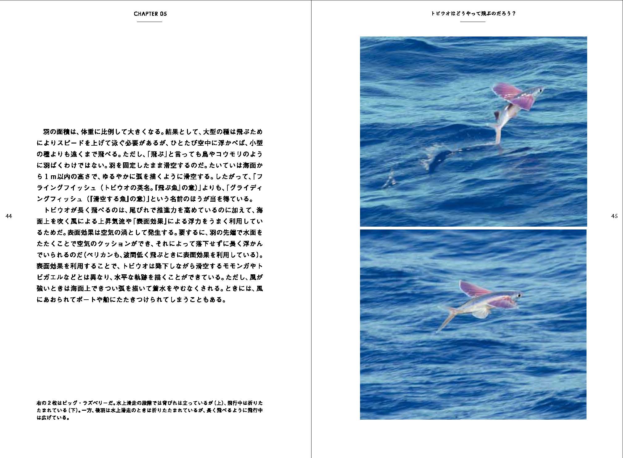 X-Knowledge | トビウオの驚くべき世界 X-Knowledge | トビウオの驚くべき世界