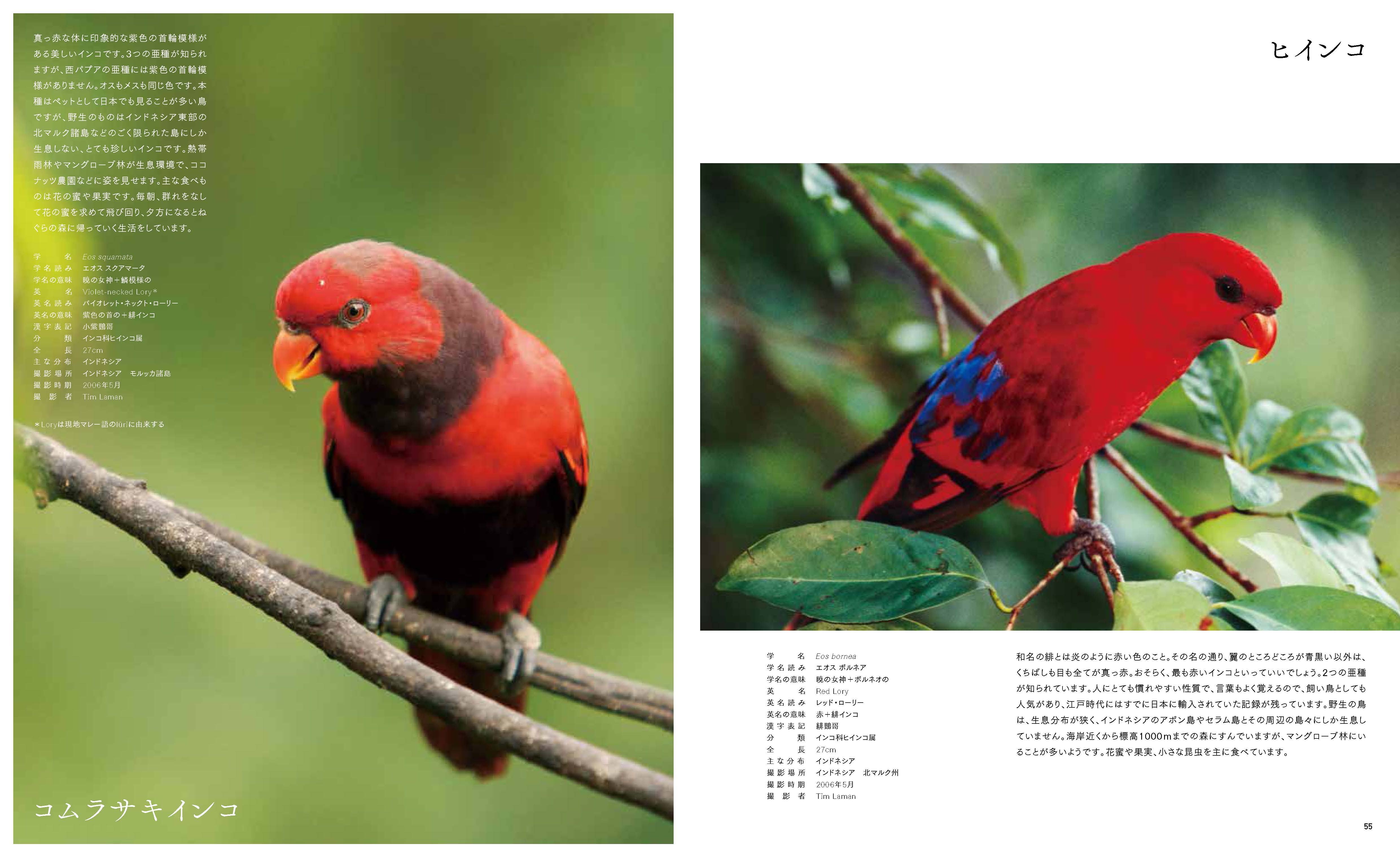 X Knowledge 世界の原色の鳥図鑑